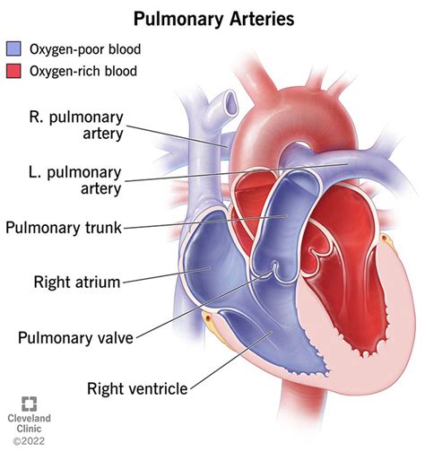 Pulmonary Arteries What They Are What They Do