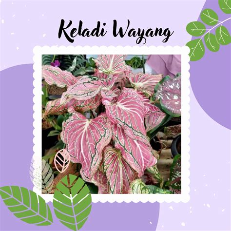 Jual Tanaman Caladium Wayang Keladi Hias Keladi Wayang Shopee Indonesia