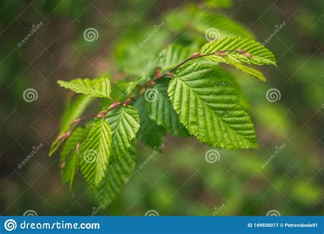 Asplenifolia Del Sylvatica De La Haya Del Fagus Detalles Y Textura De