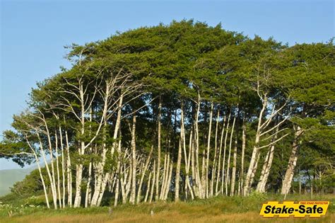 Alaska Trees The Most Common Tree Species Found In Alaska