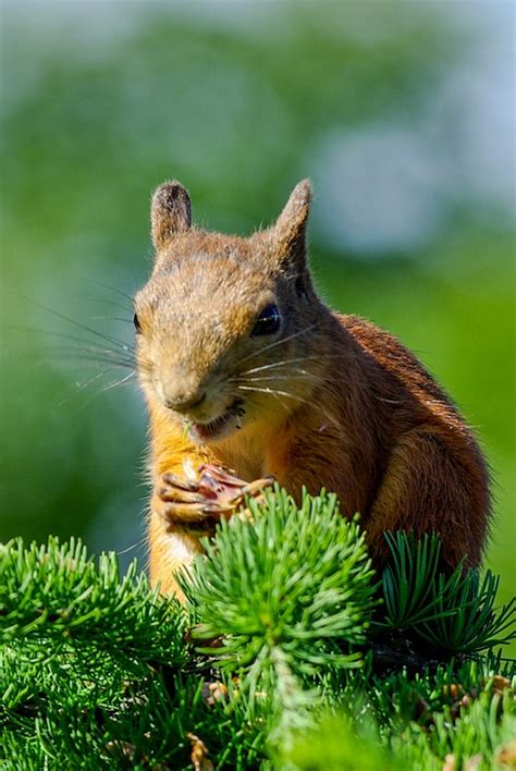 Eichhörnchen Essen Das Nagetier Kostenloses Foto Auf Pixabay Pixabay