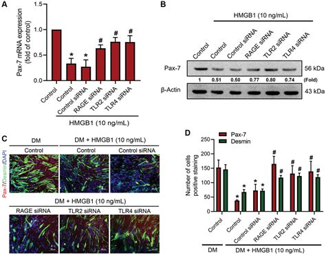 High Mobility Group Box 1 Impedes Skeletal Muscle Regeneration Via