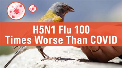 Bird Flu Experts Warnings On H5n1 Bird Flu Outbreak