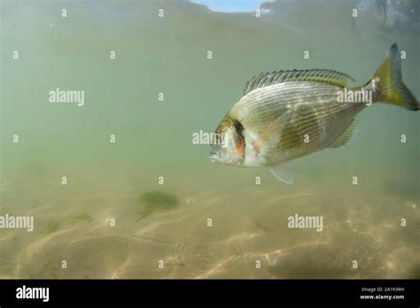 Gilthead Seabream Sparus Aurata Estuary Mouth Dorset September