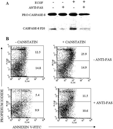 Effects Of A Blocking Anti Fas Antibody On Canstatininduced Procaspase