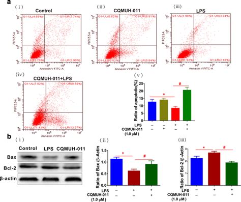 CQMUH 011 Induces Apoptosis In LPS Activated Primary Microglia A