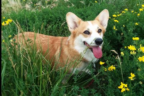 Tall Pines Tollers Cornwall Corgis Eric Stevens Pembroke Welsh