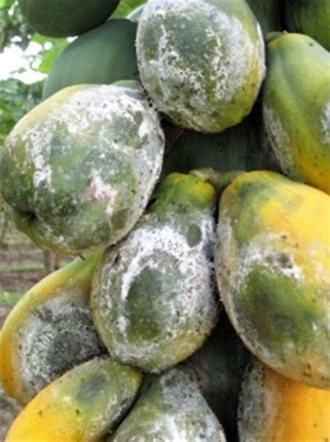 Papaya Phytophthora Diseases Business Queensland