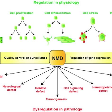 Regulation And Dysregulation Of Nonsense Mediated Mrna Decay Nmd In