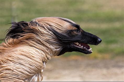 Galgo Afgano Conoces La Raza Consejos Veterinarios