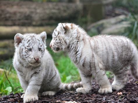 White Bengal Tiger Cubs