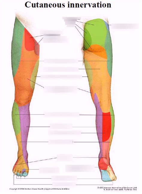 Lateral Femoral Cutaneous Nerve Dermatome