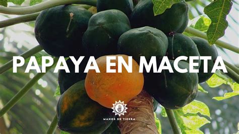 Como Sembrar PAPAYA EN MACETA De La Forma Mas Fácil Cultivo de papaya