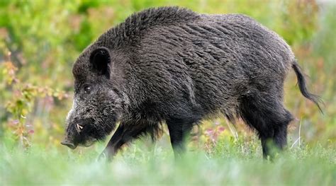 Misure Contro La Peste Suina Africana Lordinanza Della Basilicata