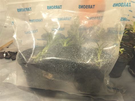 Hardening Of Tissue Culture Flasks Grown Seedlings The Orchid Society
