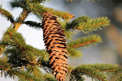 Picea Abies Europeu De Abeto Cone Foto Gratuita No Pixabay Pixabay