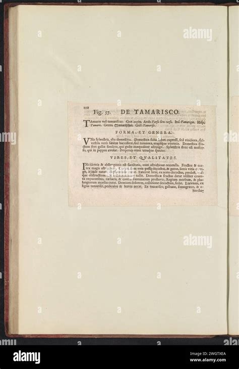 Fig De Tamarisco In The Boodts Herbarium Of Anselmus