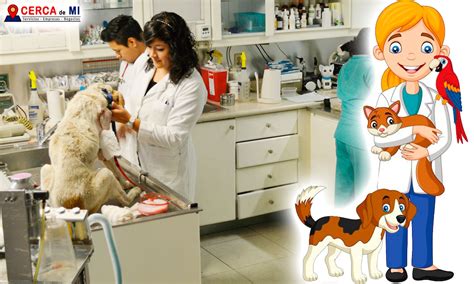 Necesitas un Veterinario en Querétaro Aquí los Profesionales que