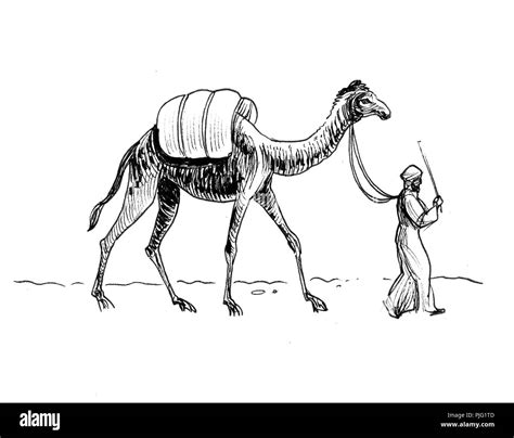 Camel Drawing For Kids