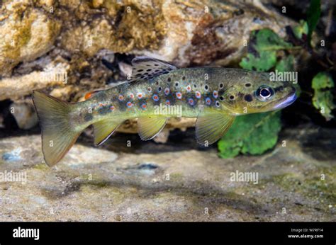 Salmo Trutta Macrostigma Fotos e Imágenes de stock Alamy