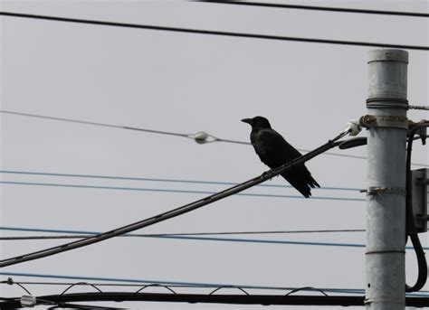 【印刷可能】 電線 鳥よけ 240961 電線 鳥よけ 中部電力