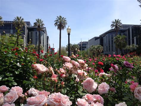 Many Pink Flowers Are In The Foreground And Palm Trees On The Other