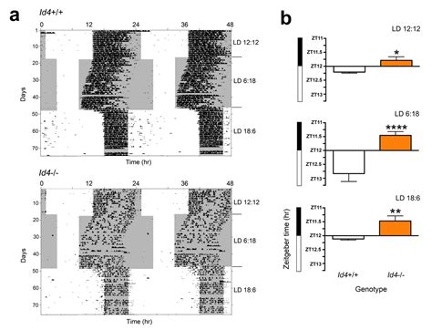 Ijms Free Full Text Targeted Disruption Of The Inhibitor Of Dna Binding 4 Id4 Gene Alters