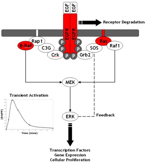 schematic   egf activated erk pathway    schematic