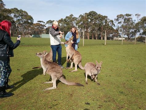 phillip island wildlife park animal zoo opening hours ticket prices
