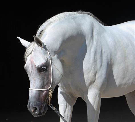 Axl Sudan Classicala Farm Michigan Purebred Arabian Breeding Stable