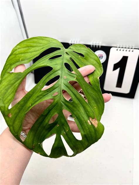 Monstera Esqueleto Monstera Shop Exotic Flowers