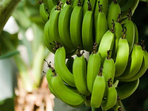 Como Plantar Banana Passos Para Voc Acertar A M O Safra Viva