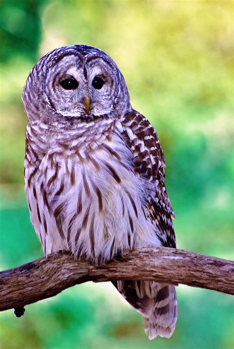 Barred Owl Barred Owl Captive At The Mountsberg Raptor C Flickr