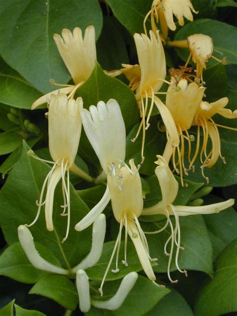 Halls Japanese Honeysuckle Fragrant Climbing Vine