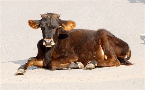 Man Arrested In Uttarakhand For Allegedly Having Sex With A Cow