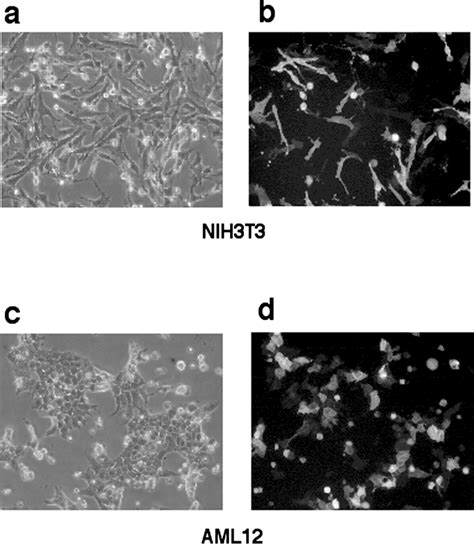 Efficiency Of Transfection In Mouse Cells Nih3t3 And Aml12 Cells