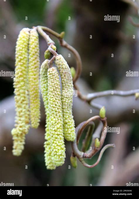 Hanging catkins on a corkscrew hazel tree (corylus avellana contorta Stock Photo - Alamy