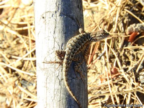 Northwestern Fence Lizard Sceloporus Occidentalis Occidentalis