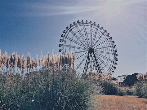 Experience Autumn in Hitachi Seaside Park in Japan