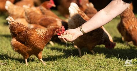 How to Treat Coccidiosis Naturally in Chickens? - Chicken Things & More