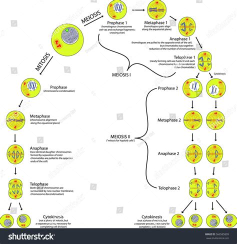 Mitosis Meiosis Comparison Phases Scheme Explanation Stock Vector