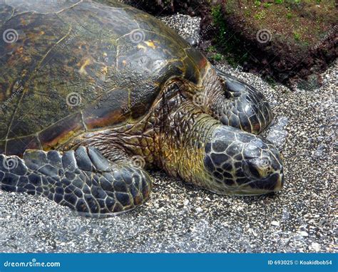 Hawaiian Green Turtles Relaxing At Punaluu Black Sand Beach On The Big