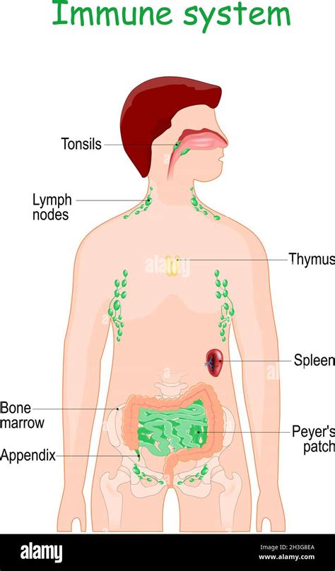 órganos Del Sistema Inmunológico Imágenes Vectoriales De Stock Alamy
