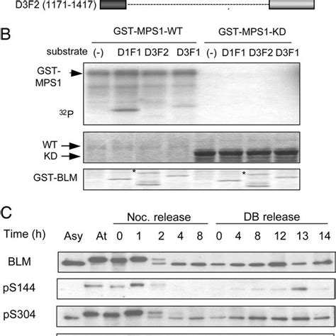 Blm Is Phosphorylated During Mitosis And Upon Sac Activation In A