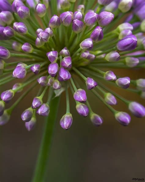 Macro Flower Photography Tips Mike Mcroberts Photography