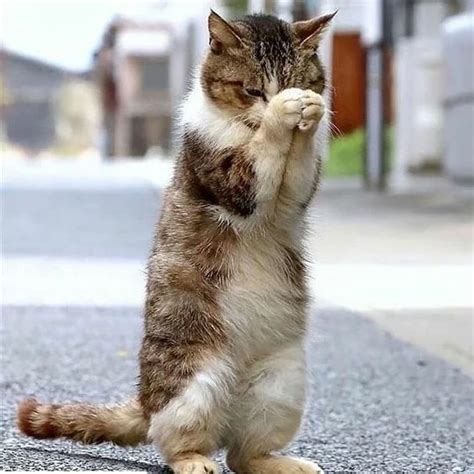 Pin on Кошки и коты-интересные фото