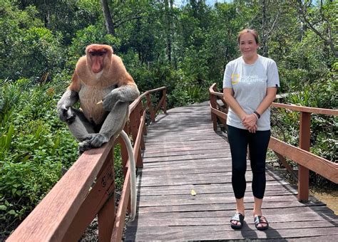 Labuk Bay Proboscis Monkey Sanctuary Live Life Lah