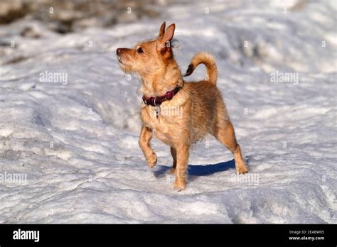 Jack Russel Terrier Dog Muzzle Banque De Photographies Et Dimages à