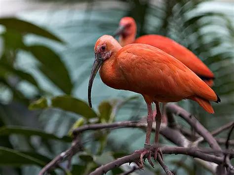 Scarlet Ibis Facts | Anatomy, Diet, Habitat, Behavior - Animals Time