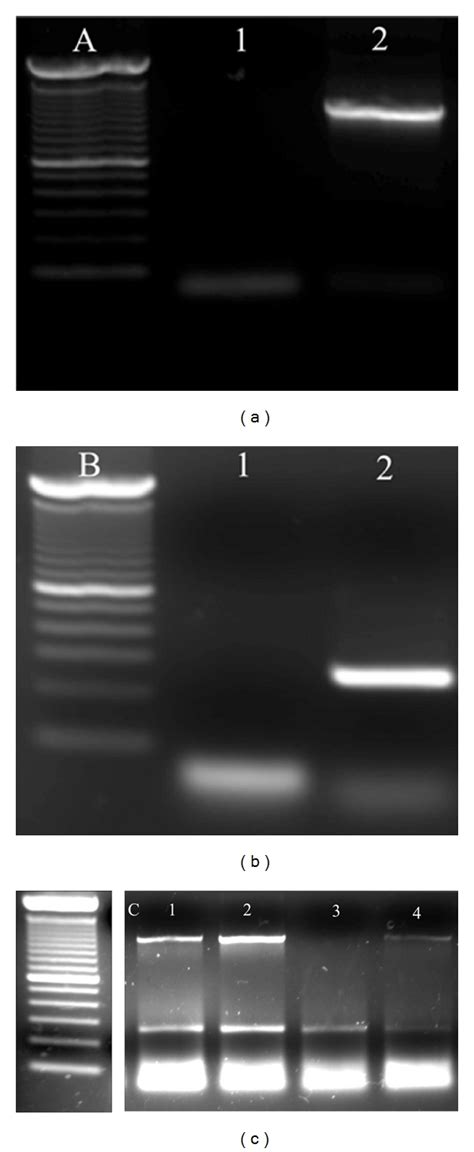 Pcr Results For Embryo Sex Determination Example Of Multiplexed Pcr